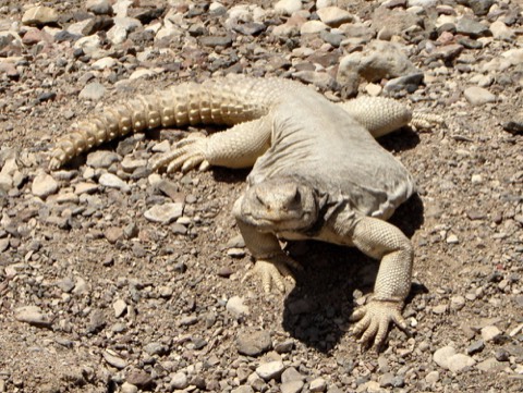 Uromastyx (Saharan Spiny-Tailed Lizard)
